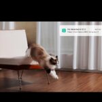 دوربین هوشمند نظارتی شیائومی مدل Xiaomi Smart Camera C500 - تصویر 6